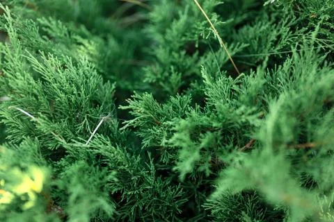 Green texture of cypress leafs Stock Photos