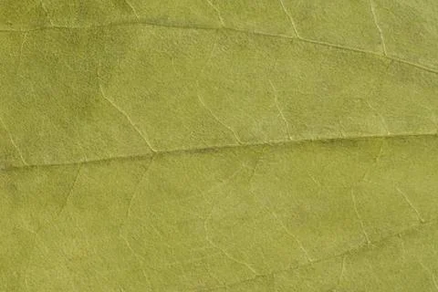 Green texture of a dry leaf Stock Photos