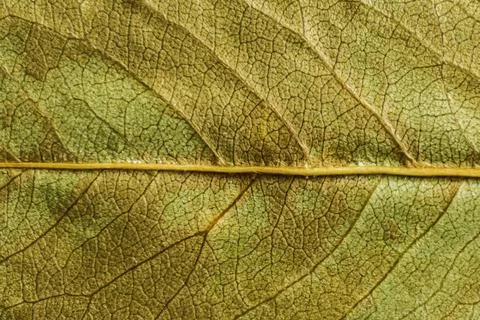 Green texture of a dry leaf Stock Photos