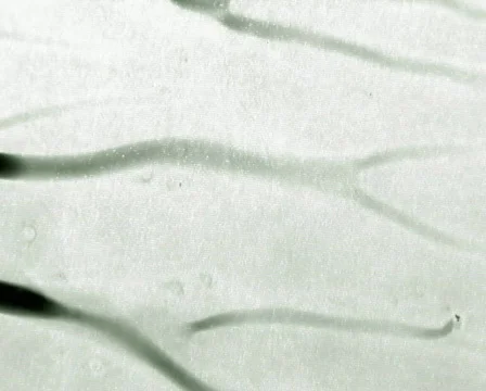 Green Texture Видео 105018