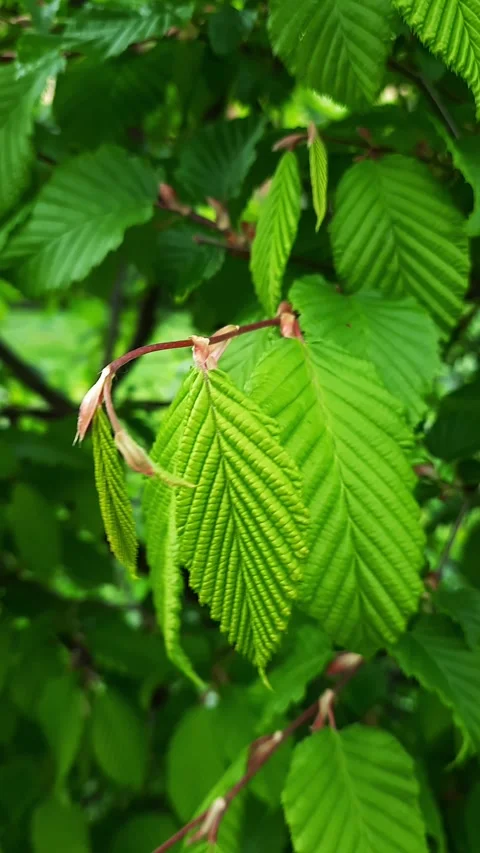 Green texture Stock Footage 274906223