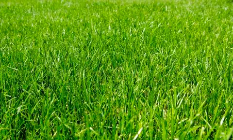Green texture of grass is in a garden Stock Photos