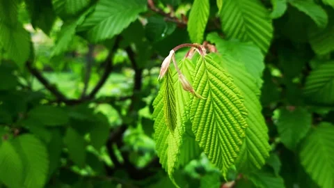Green texture leaf Stock Footage 274027034