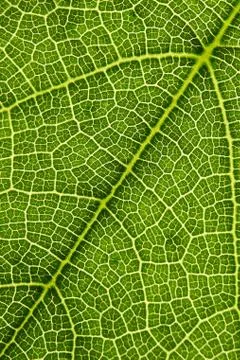 Green texture of leaf macro Stock Photos