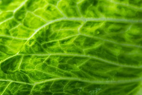 Green texture leaf Stock Photos