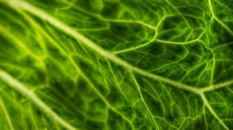 Green texture leaf Stock Photos