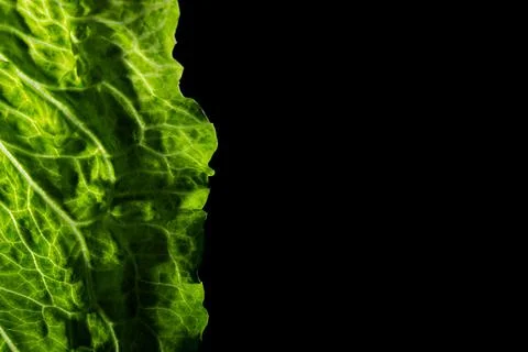 Green texture leaf Stock Photos