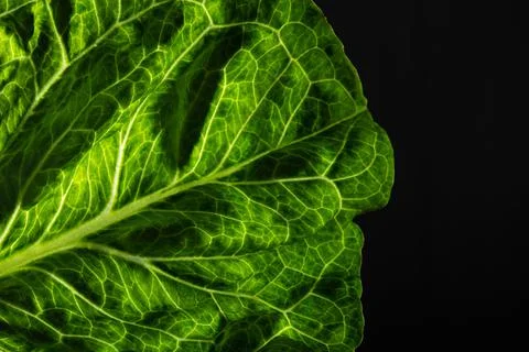 Green texture leaf Stock Photos