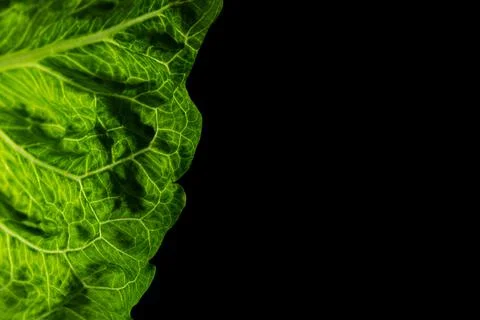 Green texture leaf Stock Photos