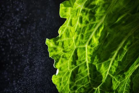 Green texture leaf Stock Photos