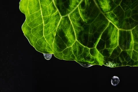 Green texture leaf with water drop Stock Photos