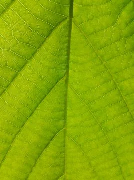 Green texture of Linden tree leaf Foto stock