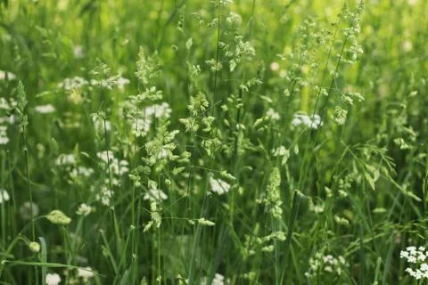 The Green Texture of the Meadow Grass 写真素材