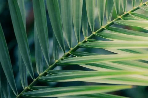 Green texture of palm tree leaf. Tropical floral pattern background with copy Stock Photos