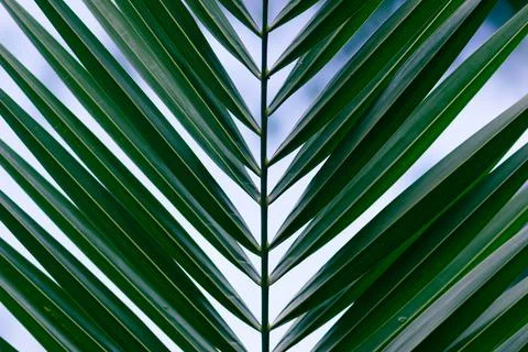 Green texture of palm tree leaf. Tropical floral pattern background with copy Stock Photos