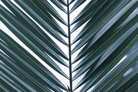 Green texture of palm tree leaf. Tropical floral pattern background with copy Stock Photos