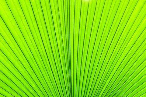 Green texture of palm tree leaf. Nature background Green texture of palm t... 写真素材
