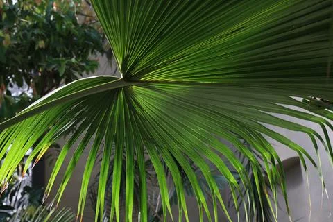 Green texture of palm tree leaf 写真素材