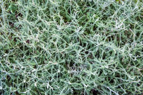 Green texture Stock Photos