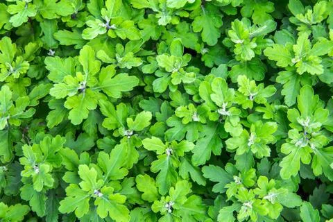 Green texture Stock Photos