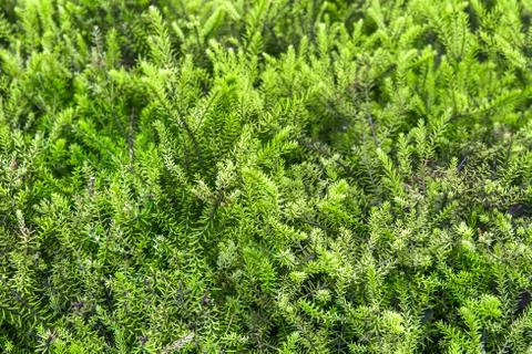 Green texture Stock Photos