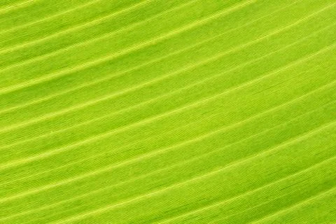 Green texture Stock Photos