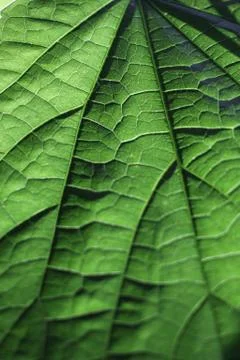 Green texture Stock Photos