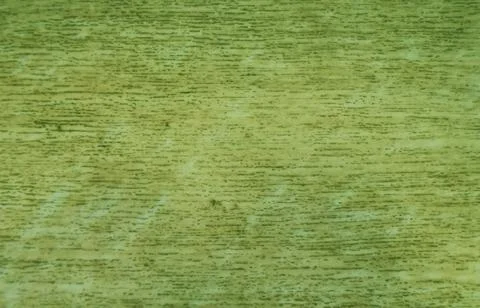 Green texture Stock Photos