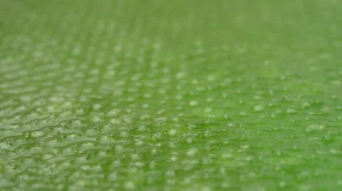 Green texture, Slow Motion Stock Footage 12460319