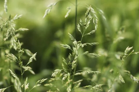The Green Texture of the Summer Grass 写真素材