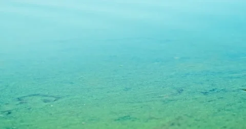 Green texture swamp water, close up. Blooming fresh water in stream. Algae bloom Stock Footage 240015892