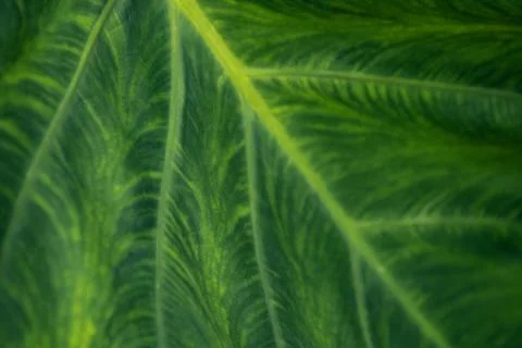 Green texture of tropical plant leaf. Natural eco background Stock Photos