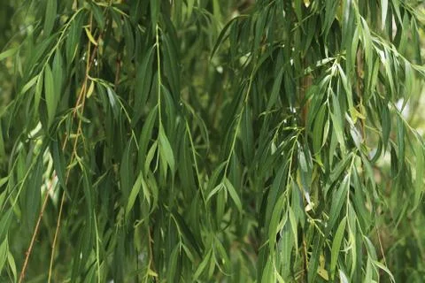 The Green Texture of the Willow Tree Leaves 写真素材
