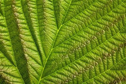 Green texture of young raspberry leaves close up Foto stock