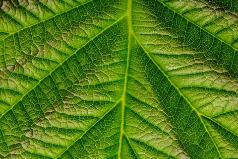 Green texture of young raspberry leaves close up Stock Photos