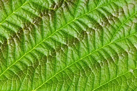 Green texture of young raspberry leaves close up Stock Photos