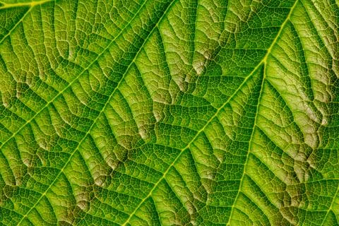 Green texture of young raspberry leaves close up Foto stock