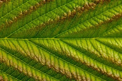 Green texture of young raspberry leaves close up Stock Photos