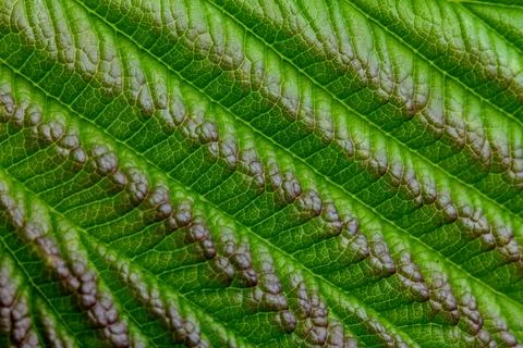 Green texture of young raspberry leaves close up Stock Photos