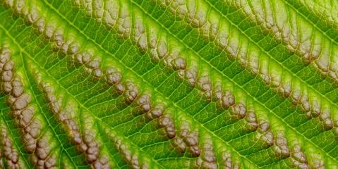 Green texture of young raspberry leaves close up Foto stock