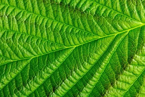 Green texture of young raspberry leaves close up 스톡 사진