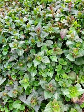 Green texture of young spring vegetation. background Fotos de archivo