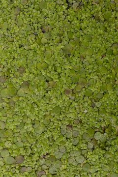 Green textured background Stock Photos