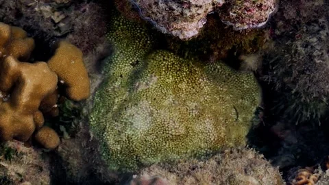 Green Textured Coral Formation Surrounded by Algae and Rocky Reef Surface Vidéo 342089380