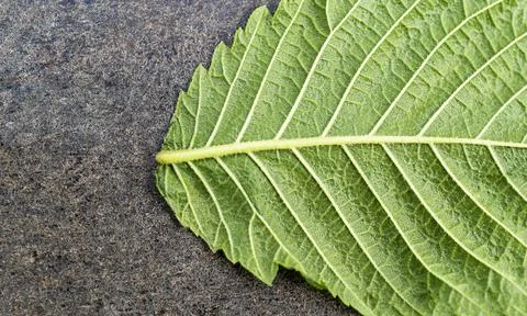 Green textured leaf lying on the ground close-up Stock Photos