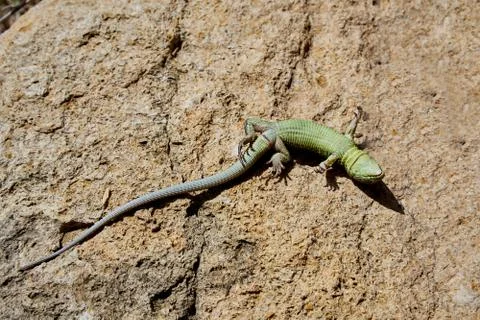 Green textured lizard basks in the sun in spring Stock Photos