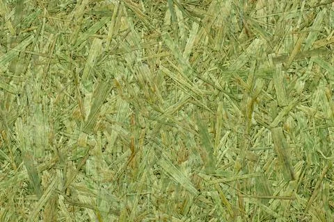Green textured oriented strand board background close up for banner and design. Foto stock