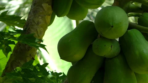 Green Thai jungle fruit Stock Footage 68669990