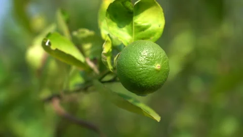 Green Thai Lime on Tree – Detailed Close-Up Stock Footage 289307669
