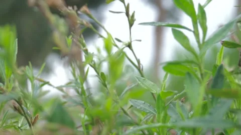 Green Thatch Grass Stock Footage